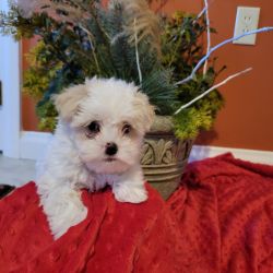 Coton De Tulear, Cute pup looking for a forever home!❤