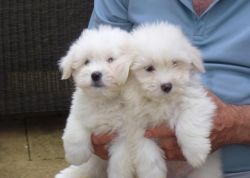 Superb Litter Of Coton De Tulear Puppies