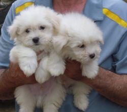 Superb Litter Of Coton De Tulear Puppies