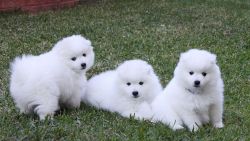 Awsome Coton De Tulear Puppies For Sale