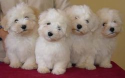 Beautiful A.k.c. Reg. Coton De Tuear Puppies
