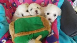 Cuddly Akc Coton De Tulear Puppies For Sale
