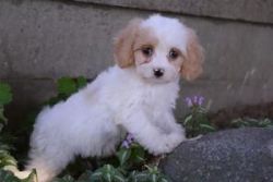 Akc Reg Adorable Coton De Tulear Puppies For Sale
