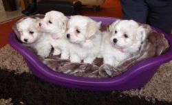 Kc Registered Coton De Tulear Girl Puppies