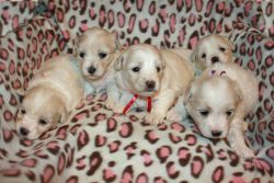 Coton Puppies