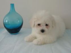 Beautiful Cotton Doodle Pups Ready Now