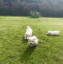Kc Registered, Health Tested Coton Puppies