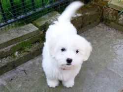 Lovely male and female Coton de tulear Pups
