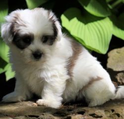 Fluffy and sweet little COTON DE TULEAR puppies