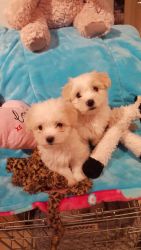 Beautiful Coton De Tulear Puppies