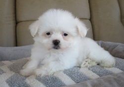 Well socialized Coton De Tulear Puppies
