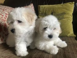 Coton De Tulear Puppies For Sale