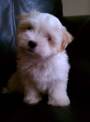Awesome Coton De Tulear Puppies For Sale