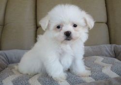 Beautiful Coton De Tulear puppies for sale