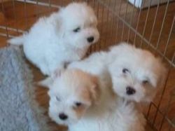 Cute Babies Looking for new homes