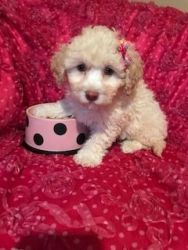 Toy Poo-tons nonshed 9wks Females