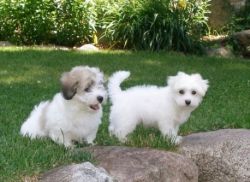 Cute and Lovely Coton De Tulear Puppies