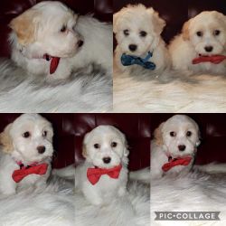 Coton puppies