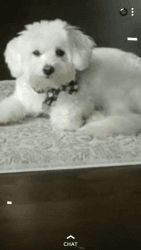 Male Coton De Tulear looking for the perfect Family
