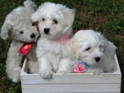 puppies for sale Coton de Tulear