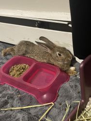 2 Month old Bunny for adoption