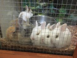Fluffy baby Rabbits