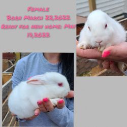 Adorable Bunnies For Sale