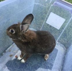 Bunny for sale!