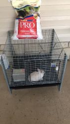 Comes with everything in cage includes bunny and 25 puns bag of feed