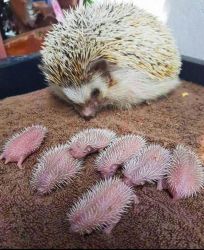 Hedgehog for sale