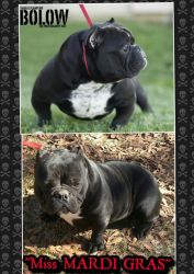 we have kingkong pups for sale