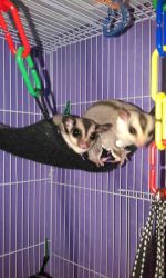 Hand Tame Male/female Sugar Gliders With Cage