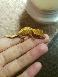 Baby crested geckos ready to take home