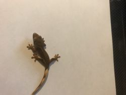 Baby crested geckos