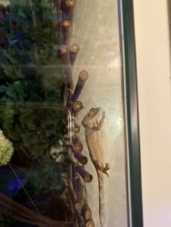 Free Crested Geckos to good home