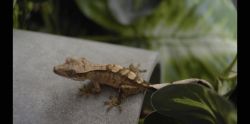 Two 3 month old crested geckos