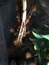 Crested Geckos For Sale