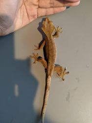 Sell a Crested Gecko