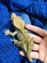 Crested Geckos - Hand Raised