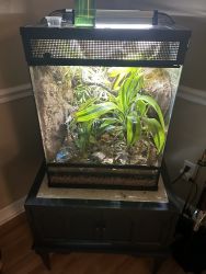 Created Gecko with bio active cage habitat for sale