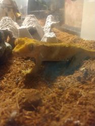 Young adult male crested gecko with complete set-up
