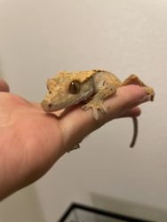 Baby fire crested gecko