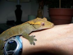 Crested Gecko Adult and babies