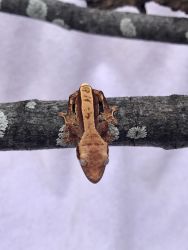 High end crested geckos