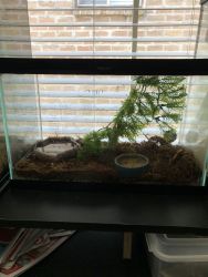 Male and female crested geckos for sale