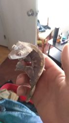 Elashed crested gecko