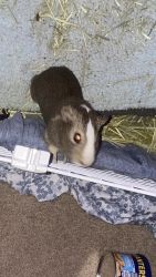 Guinea Pig Pair (cage & accessories included)
