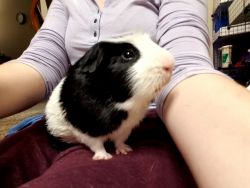 Male Crested Guinea Pig