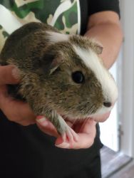 Guinea Pig (Cage and Pet Supplies included)