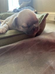 French bulldogs 7/8 weeks
